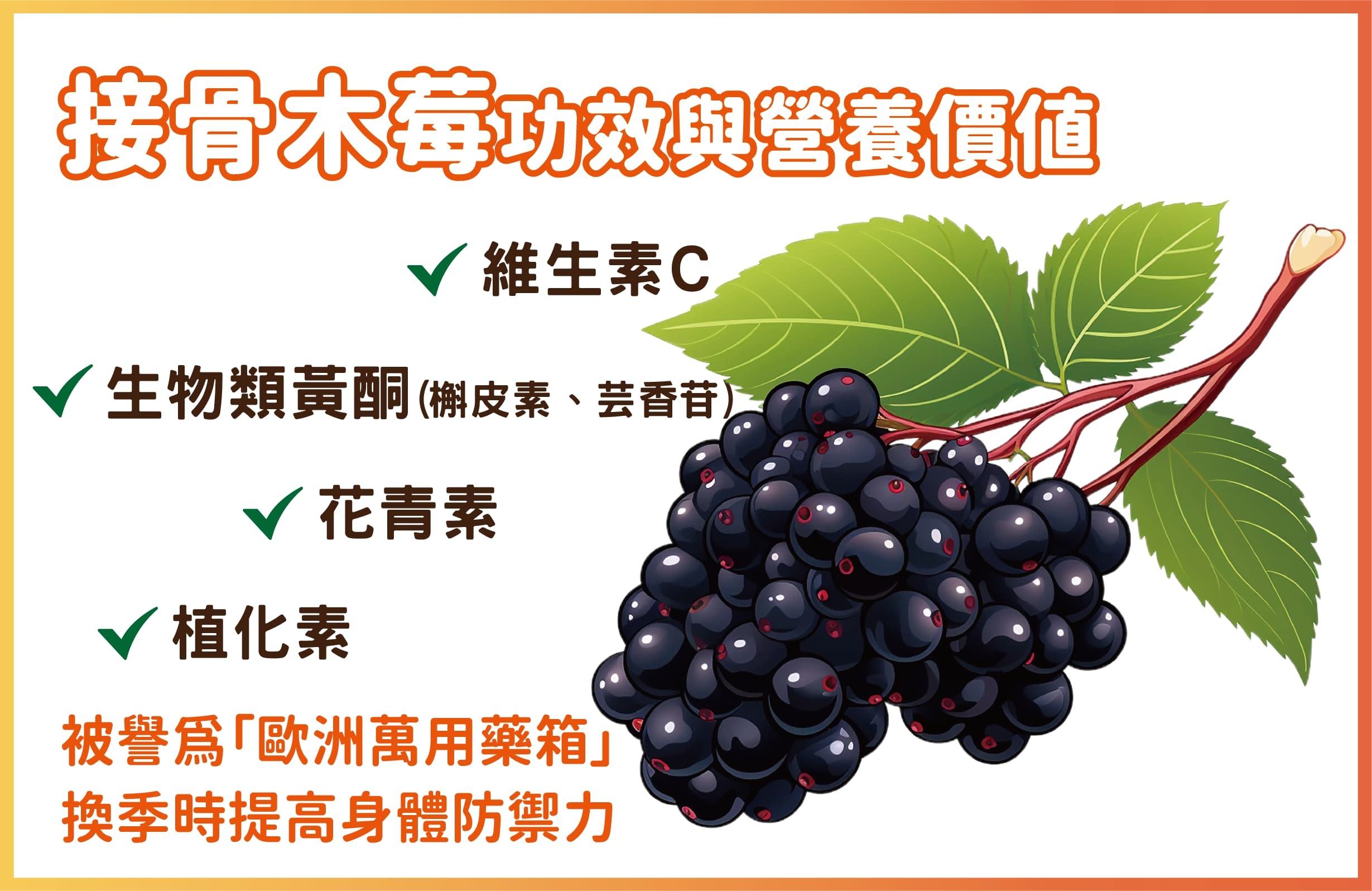 接骨木莓功效與營養價值