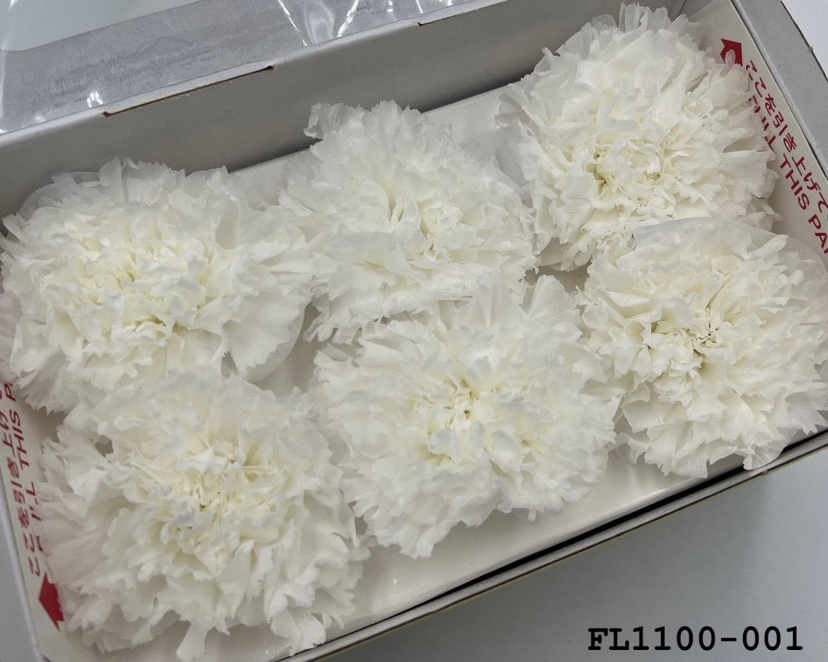 日本不凋中輪康乃馨 FL1100-001