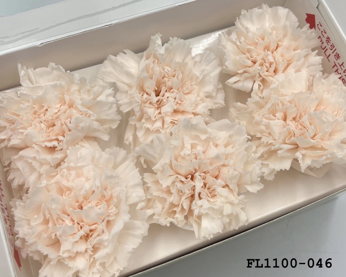 日本不凋中輪康乃馨 FL1100-046