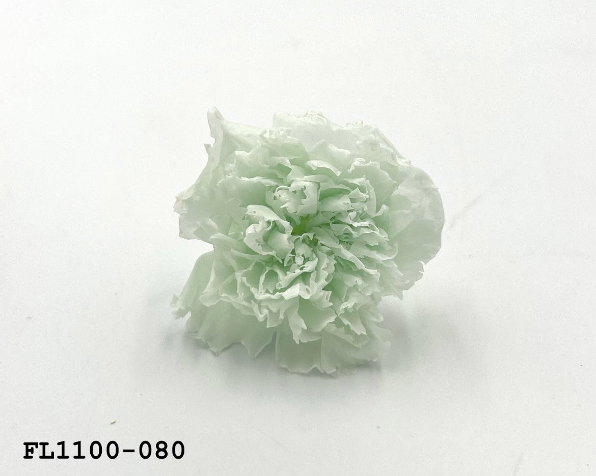 日本不凋中輪康乃馨 FL1100-080