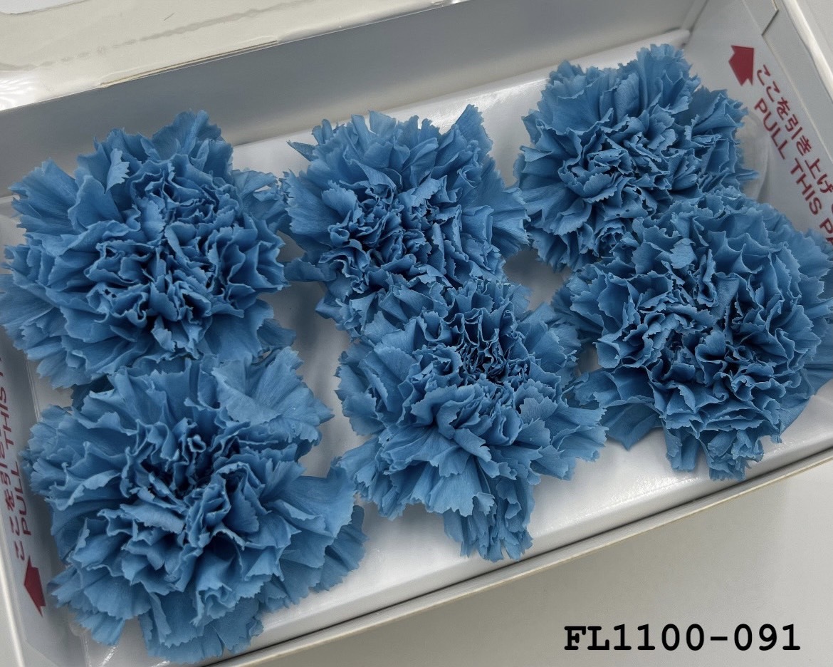 日本不凋中輪康乃馨 FL1100-091