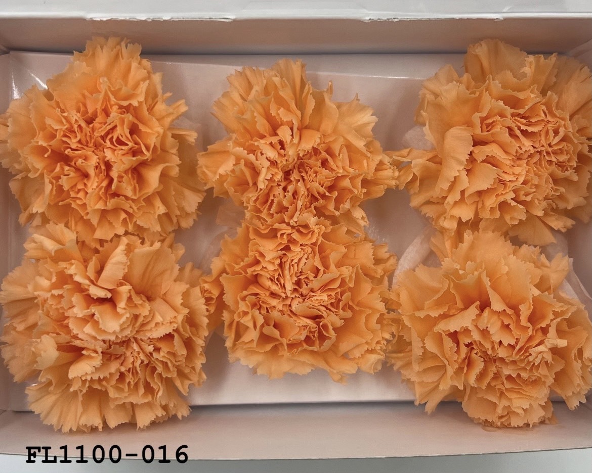 日本不凋中輪康乃馨 FL1100-016