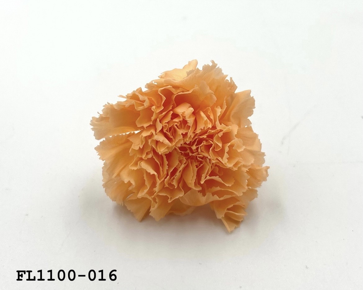 日本不凋中輪康乃馨 FL1100-016