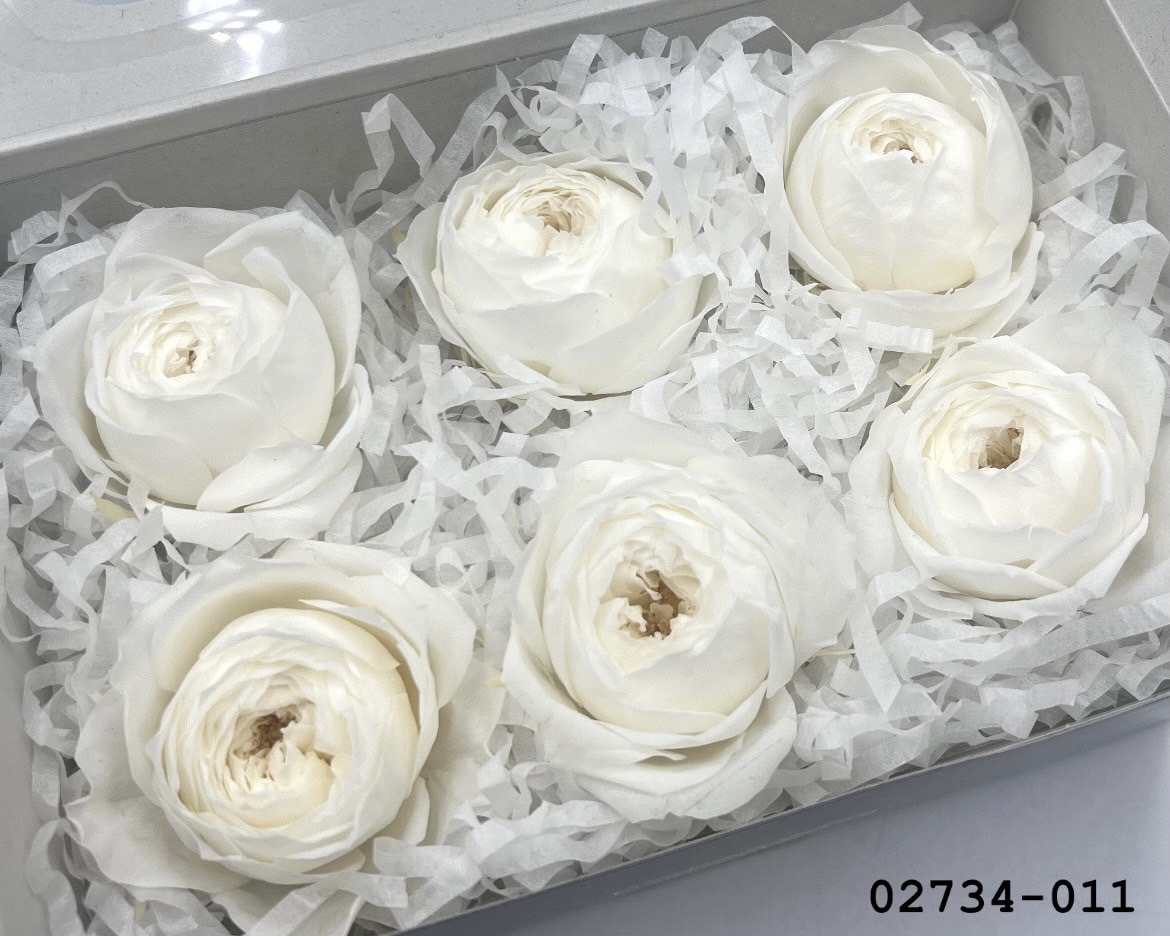 日本不凋庭園玫瑰(6朵) 02734-011