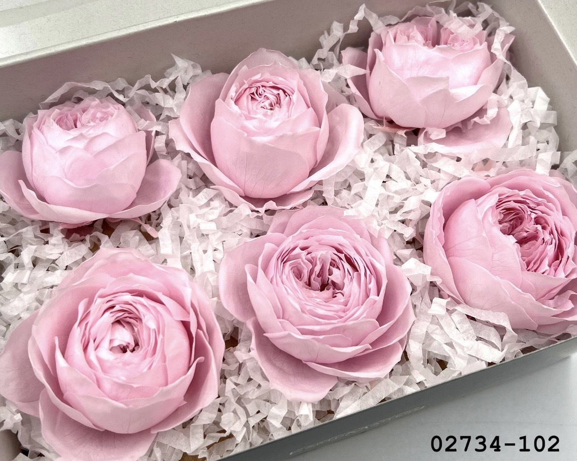 日本不凋庭園玫瑰(6朵)  02734-102