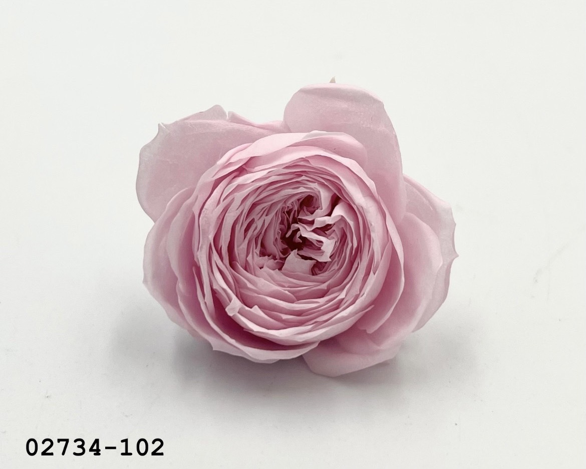 日本不凋庭園玫瑰(6朵)  02734-102