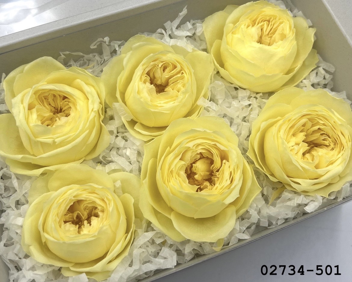 日本不凋庭園玫瑰(6朵) 02734-501