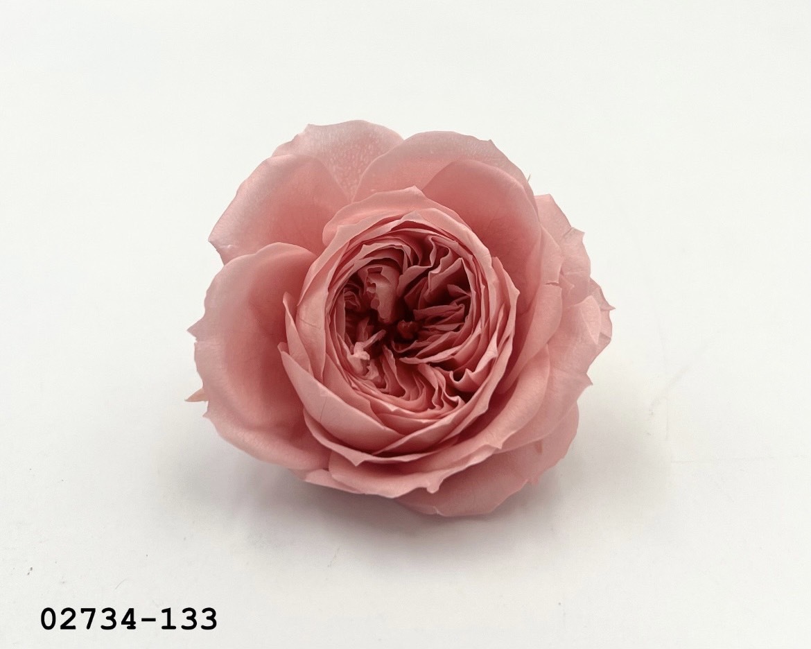 日本不凋庭園玫瑰(6朵) 02734-133