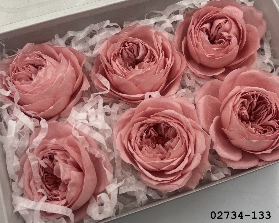 日本不凋庭園玫瑰(6朵) 02734-133