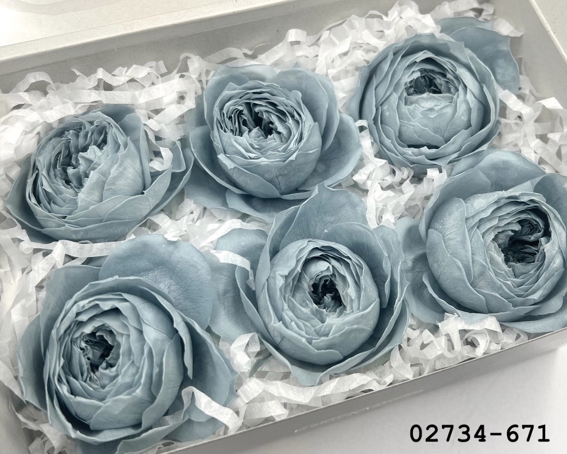 日本不凋庭園玫瑰(6朵) 02734-671