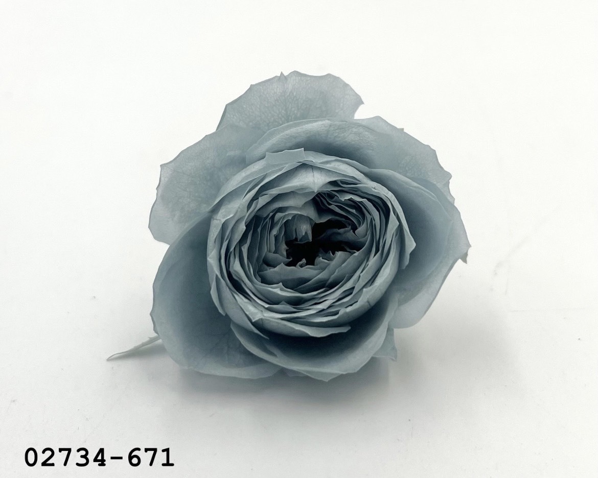 日本不凋庭園玫瑰(6朵) 02734-671