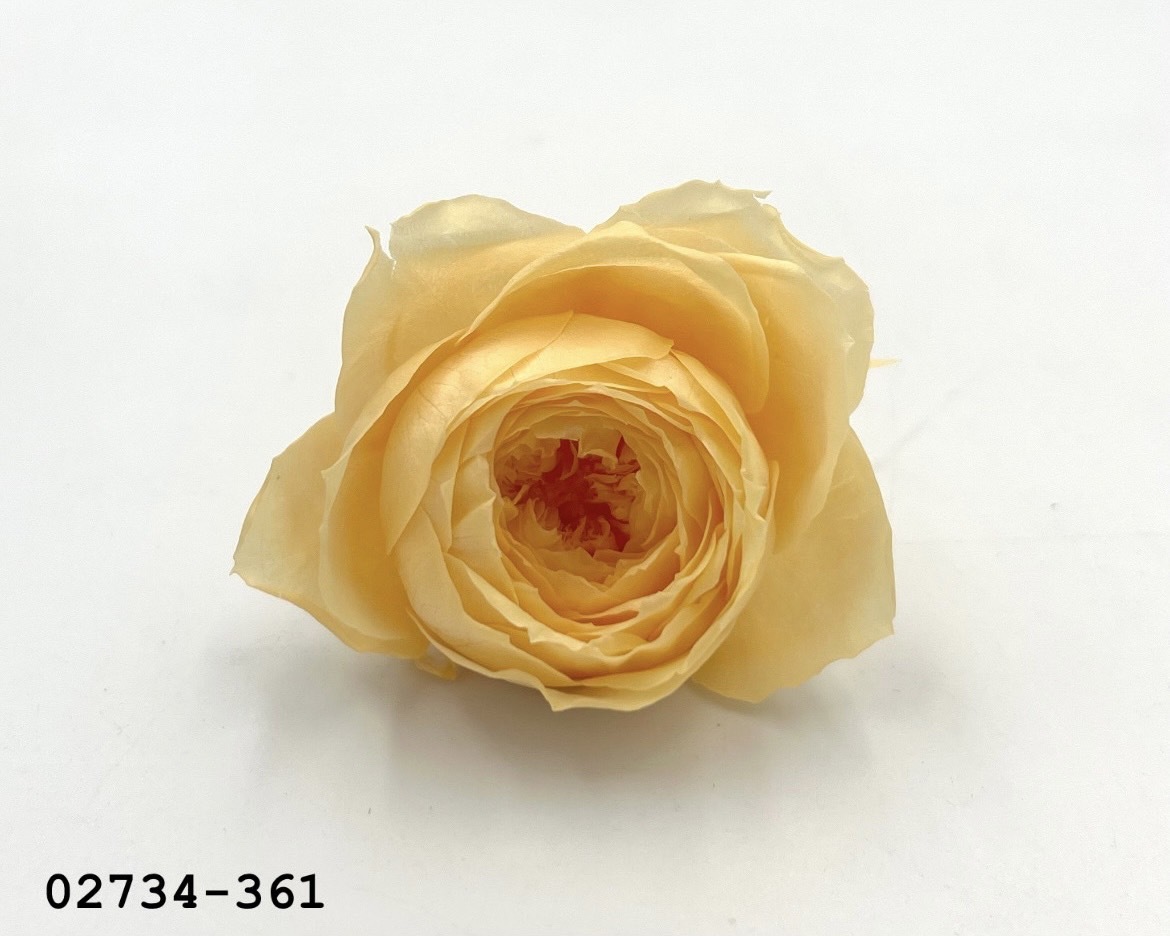 日本不凋庭園玫瑰(6朵) 02734-361