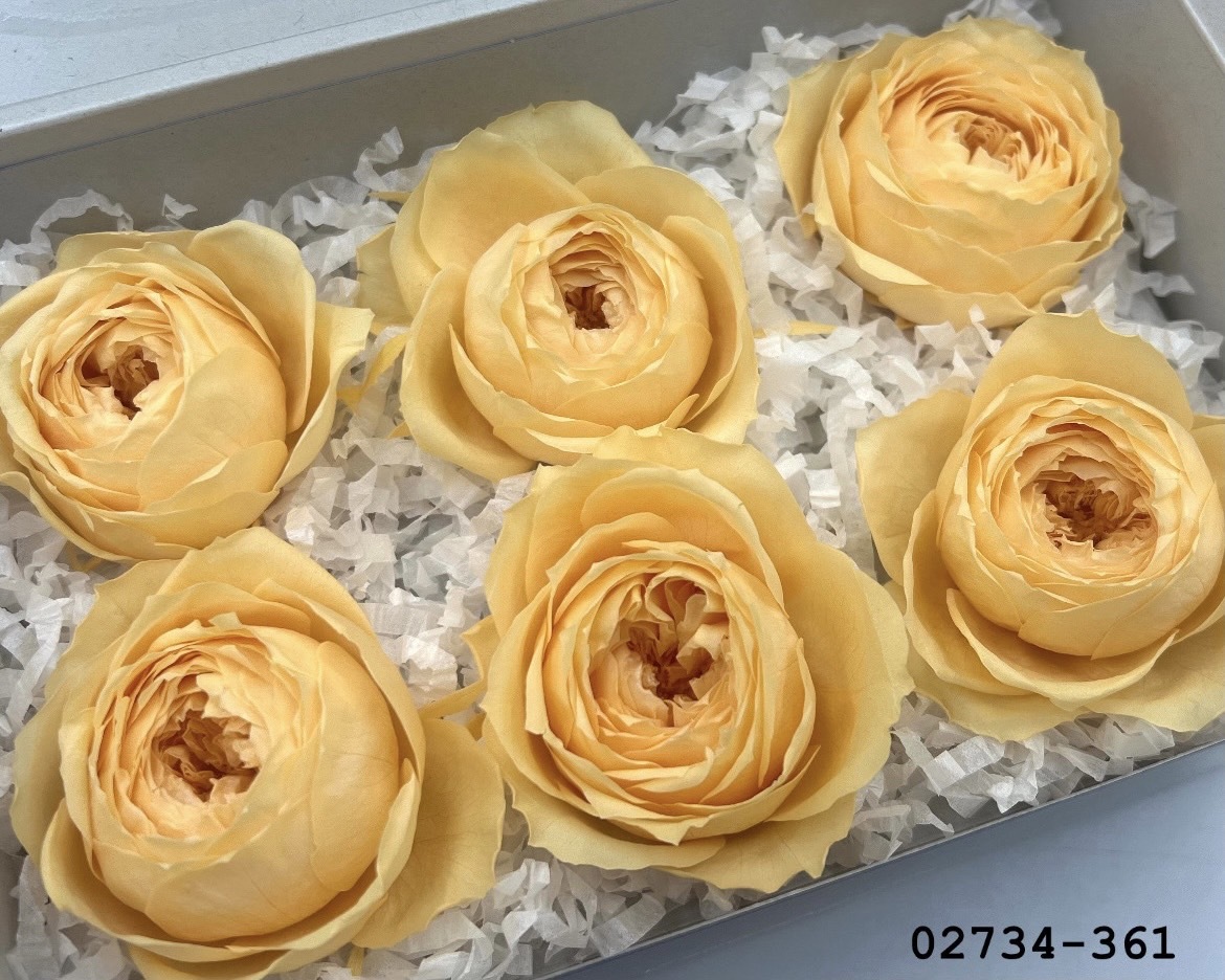 日本不凋庭園玫瑰(6朵) 02734-361