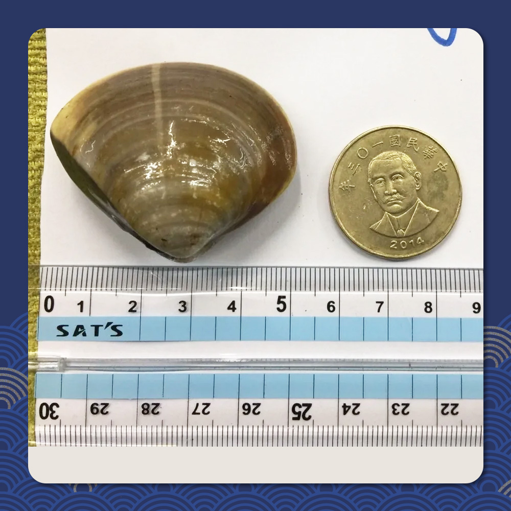 台灣蛤蜊▲冷藏寄件