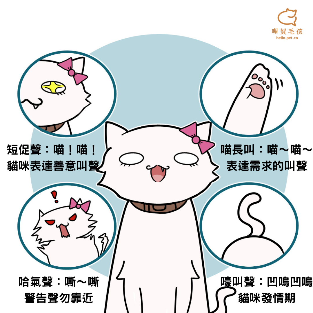 貓貓四種叫聲含意，讀懂它將會更了解喵喵再想什麼