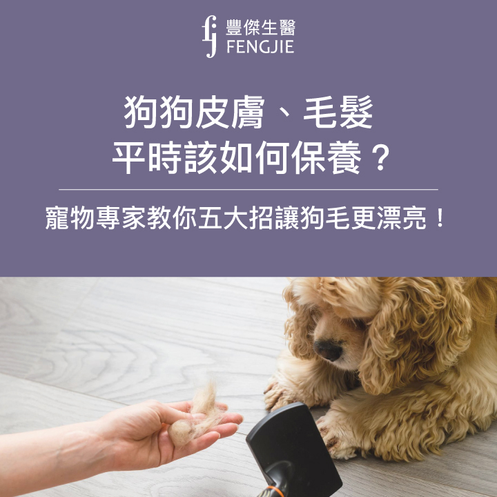 狗狗皮膚、毛髮平時該如何保養?寵物專家教你五大招讓狗毛更漂亮！