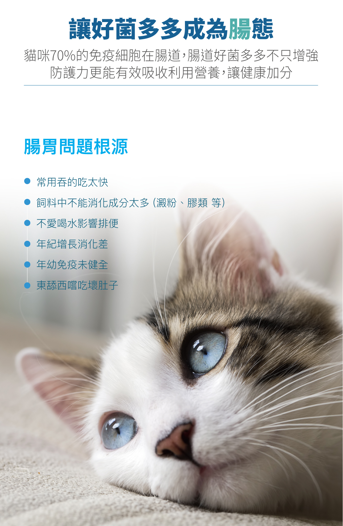 Moreson 木入森｜貓咪活菌寶 30包 (貓咪益生菌)