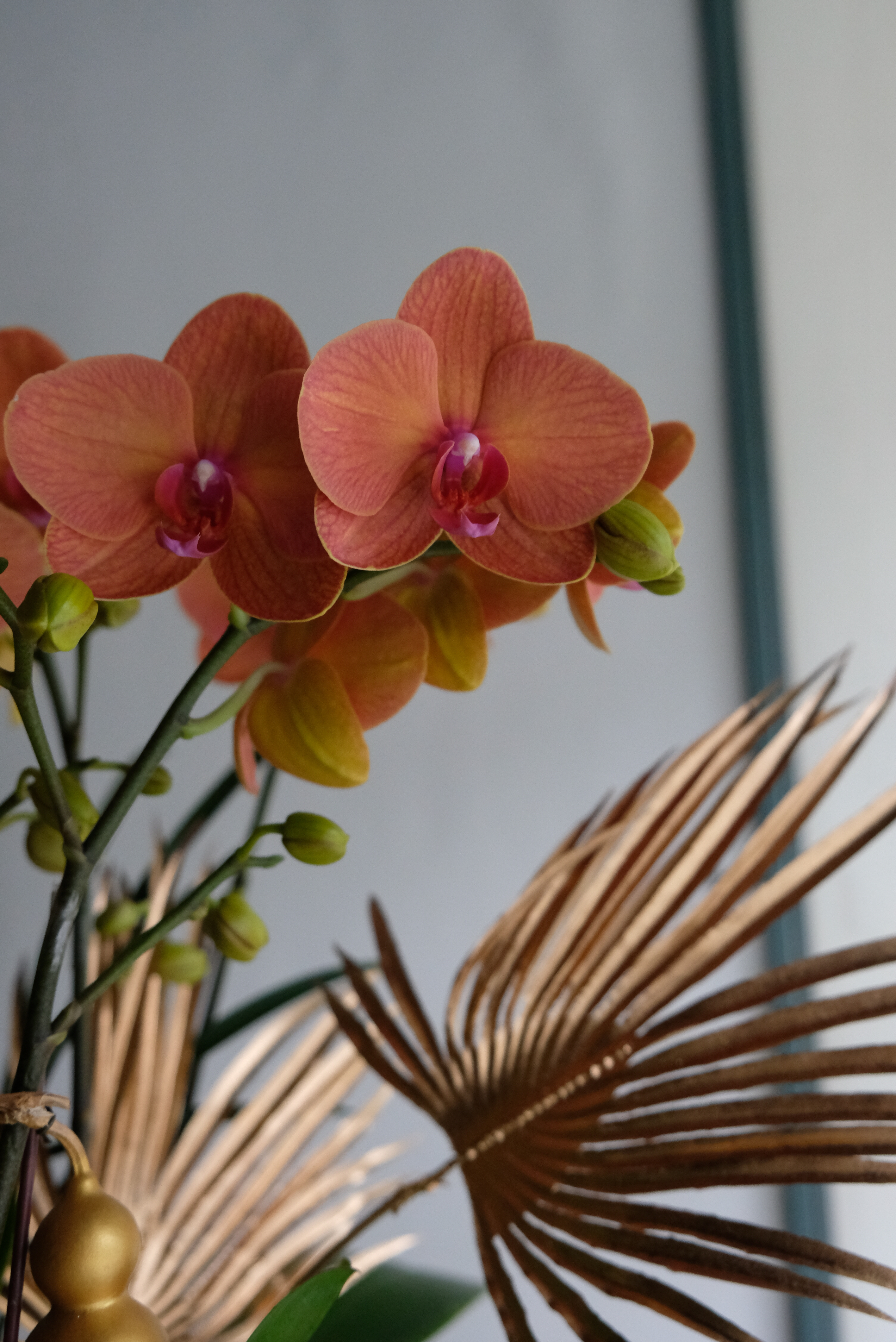 蜜桃牛奶 M－蘭花盆花