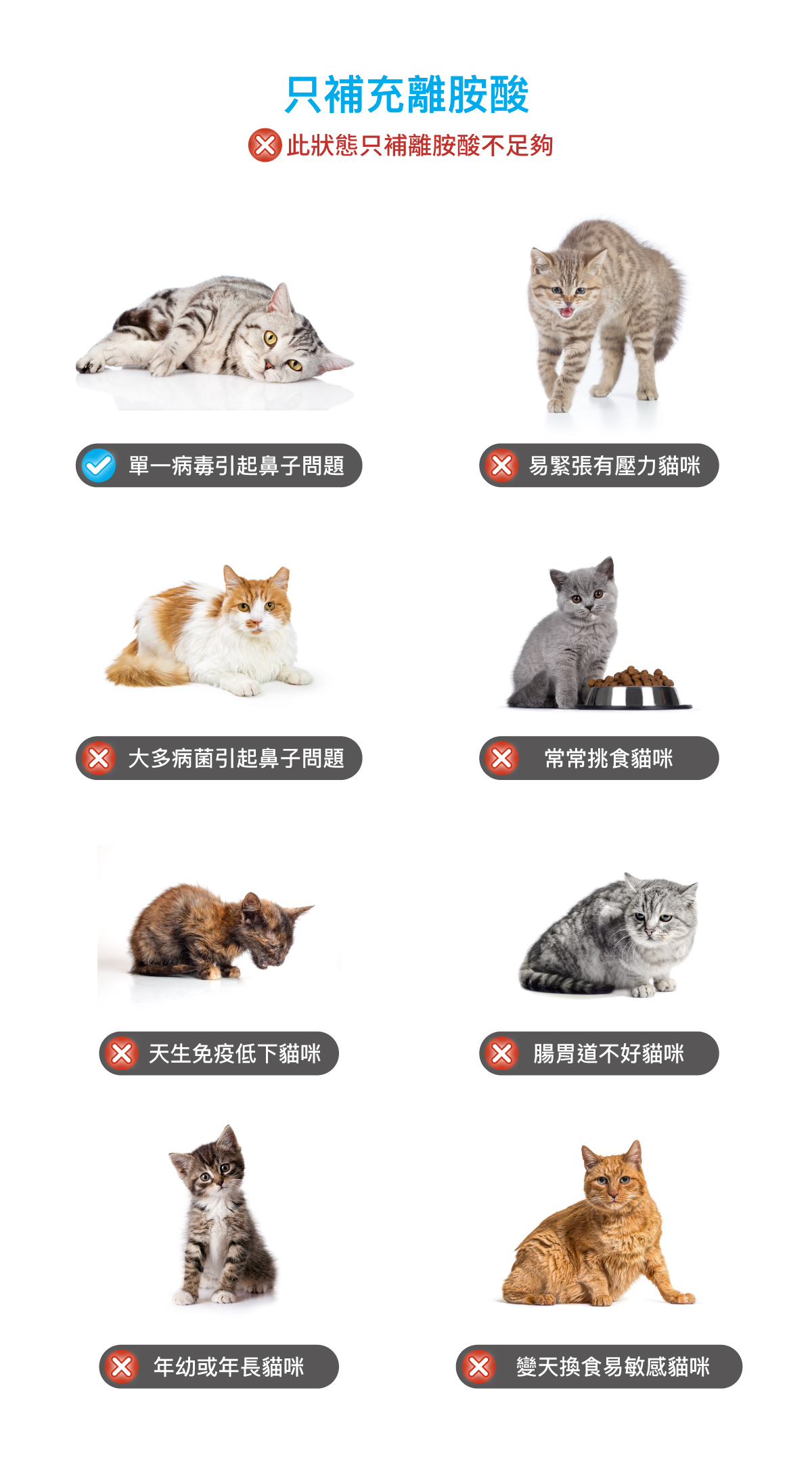 Moreson 木入森｜貓咪護疫升 30粒