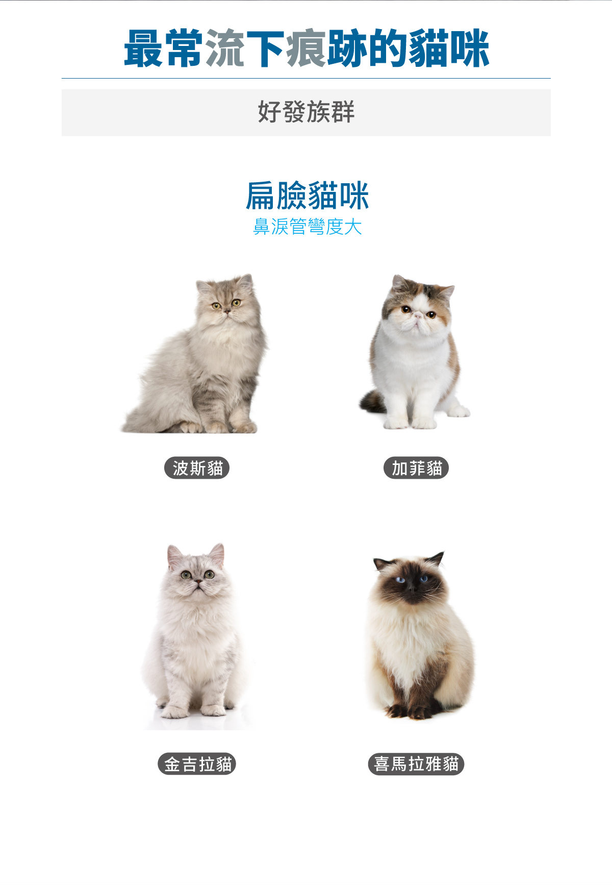 Moreson 木入森｜貓咪痕淨白