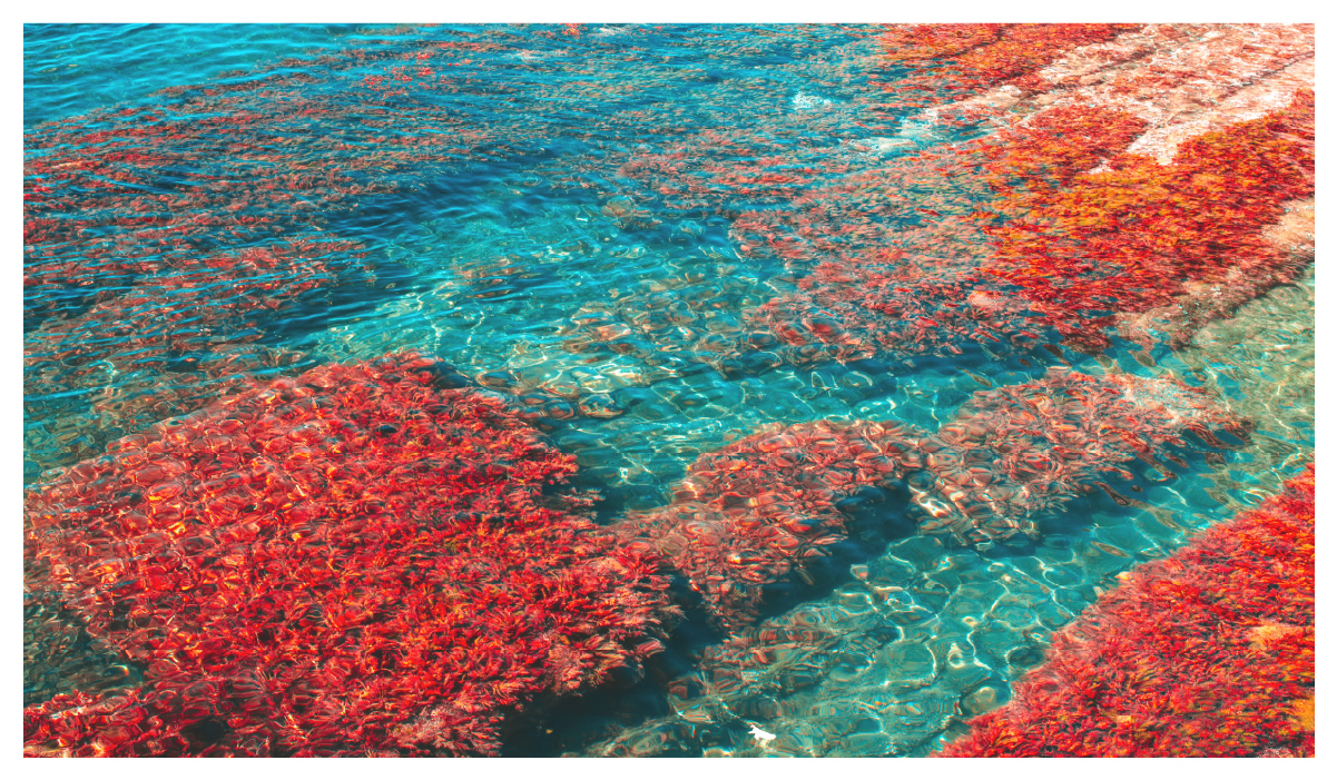 吃海藻鈣補鈣最快