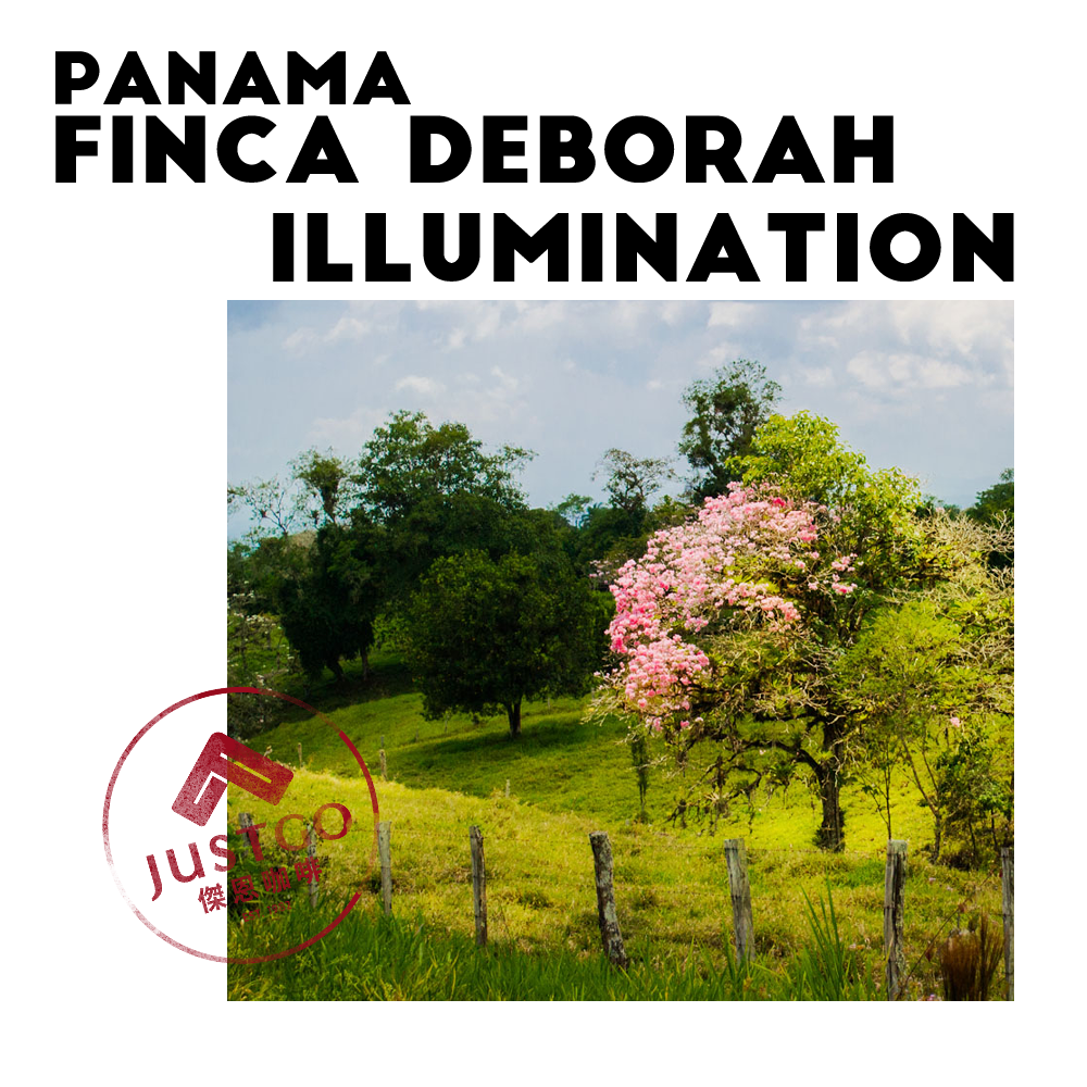 [生豆] 巴拿馬 Finca Deborah Illumination（光明）GESHA 二氧化碳浸漬水洗