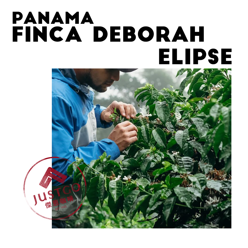 [生豆] 巴拿馬 Finca Deborah Elipse（橢圓）GESHA 氮氣浸漬厭氧水洗