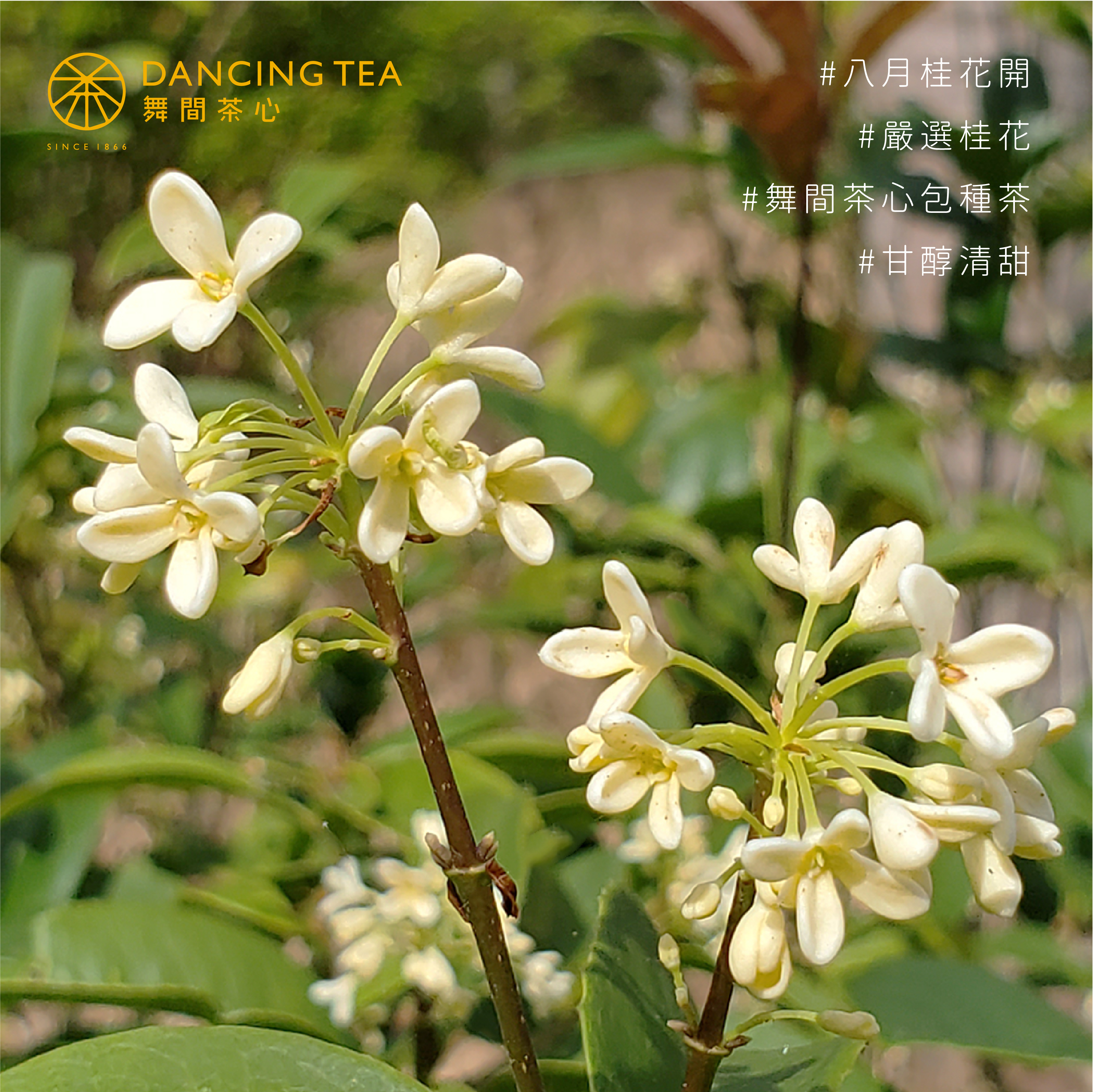 舞間茶心桂花包種原片立體茶包50入