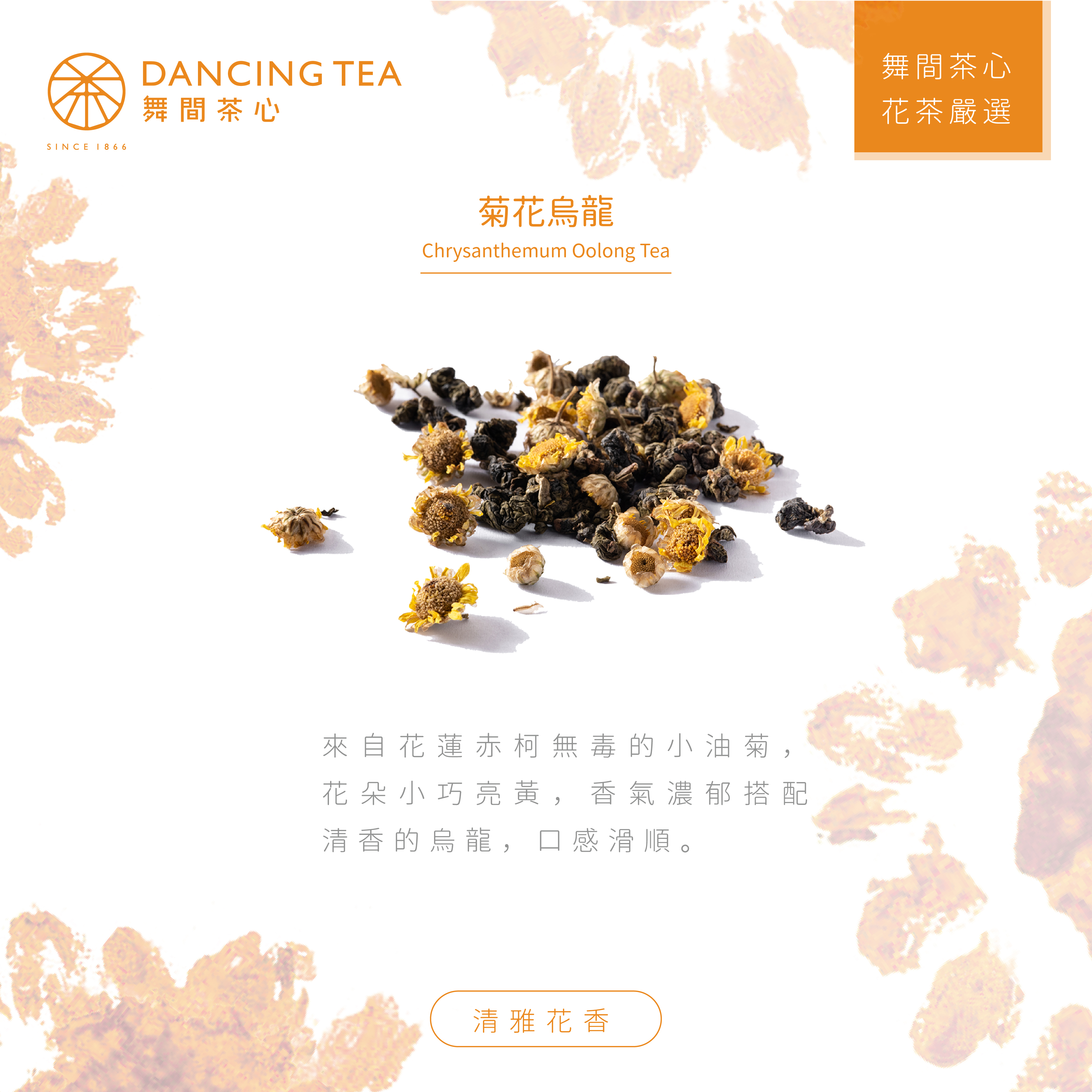 舞間茶心菊花烏龍原片立體茶包10入