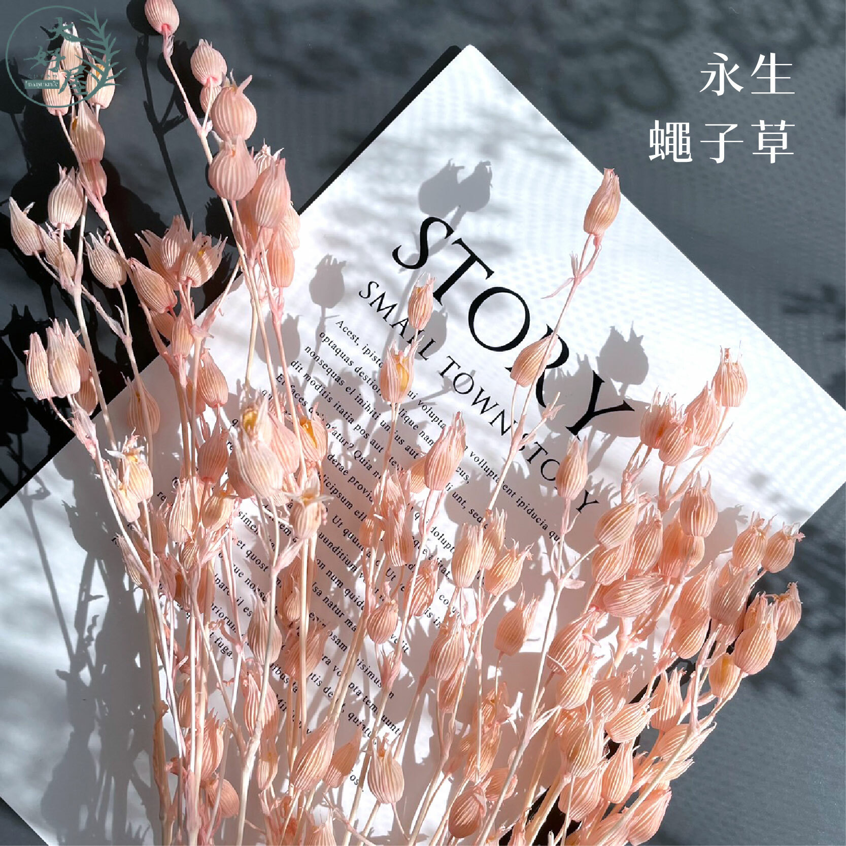 永生蠅子草【大束裝】