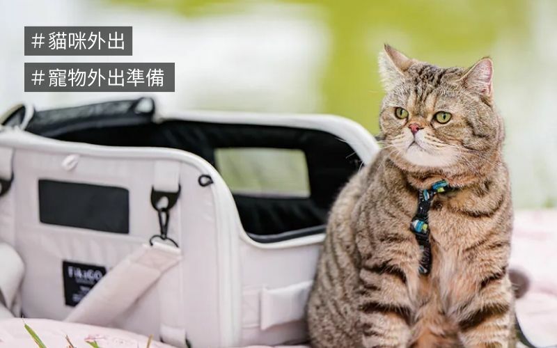 貓外出