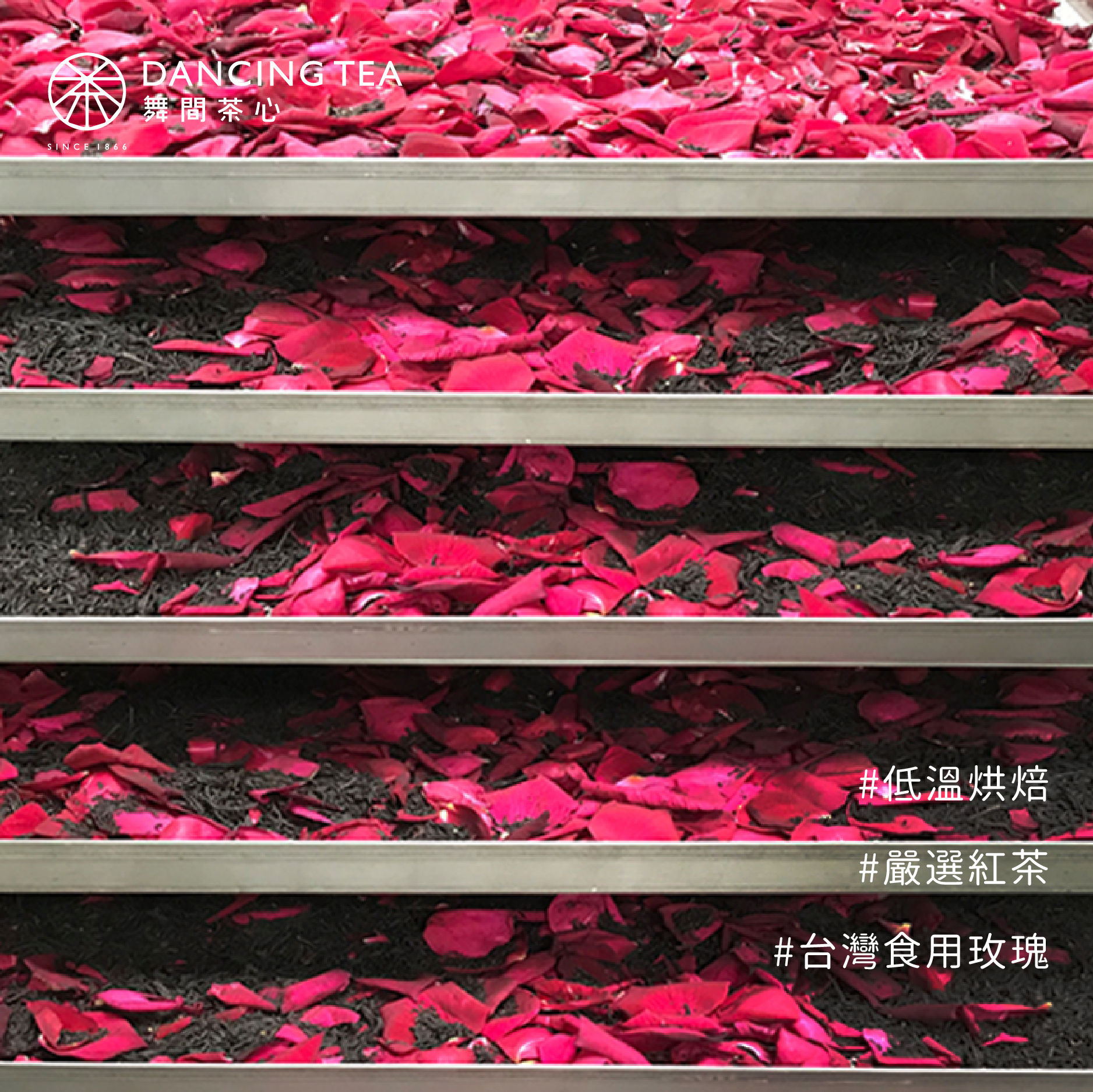 舞間茶心玫瑰紅茶茶包50入