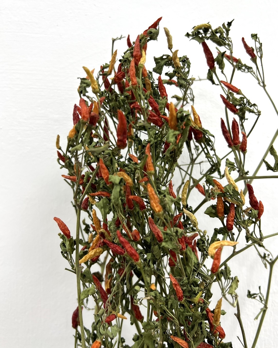 乾燥辣椒 DN1200022