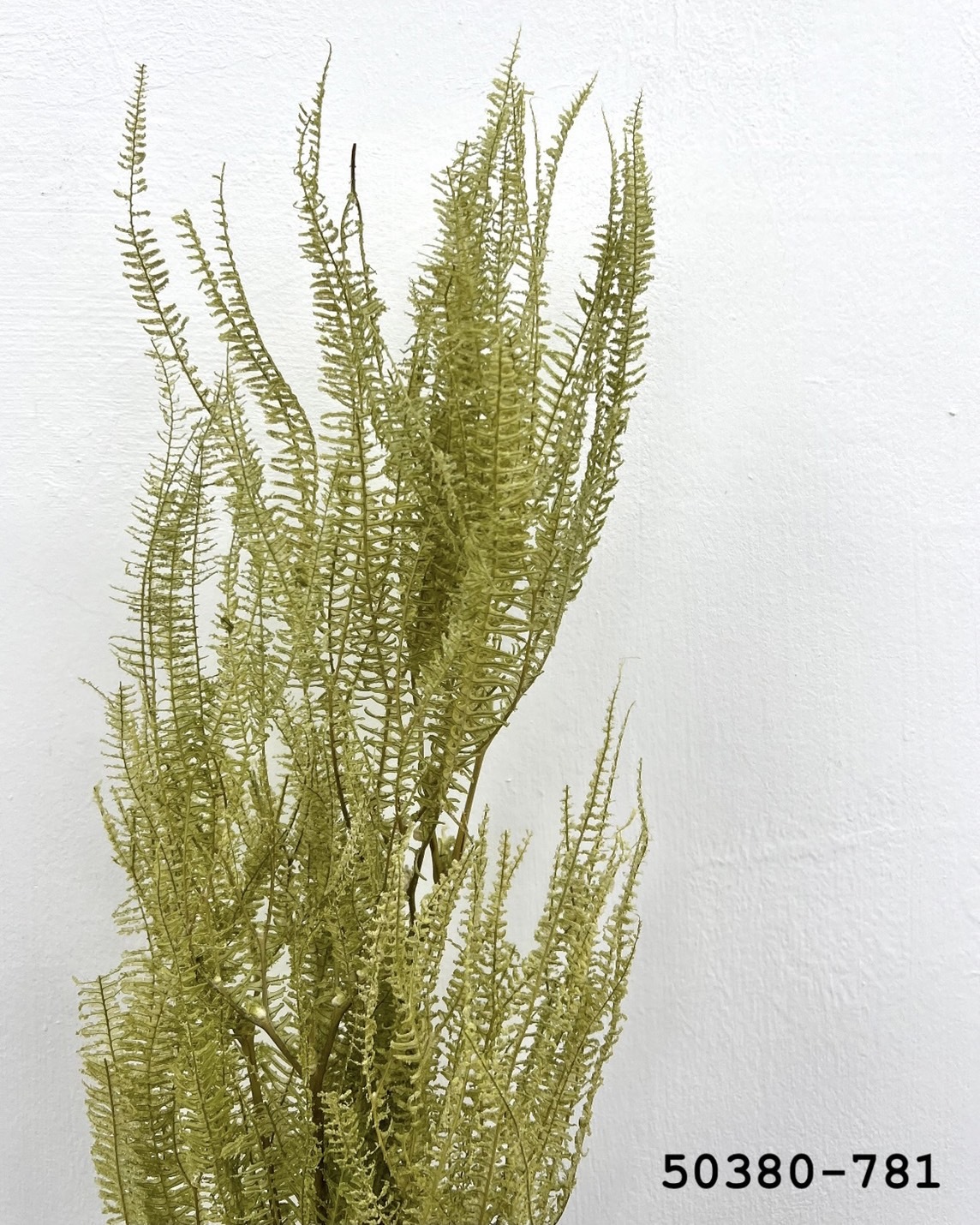 日本不凋卷娟蕨50380-781