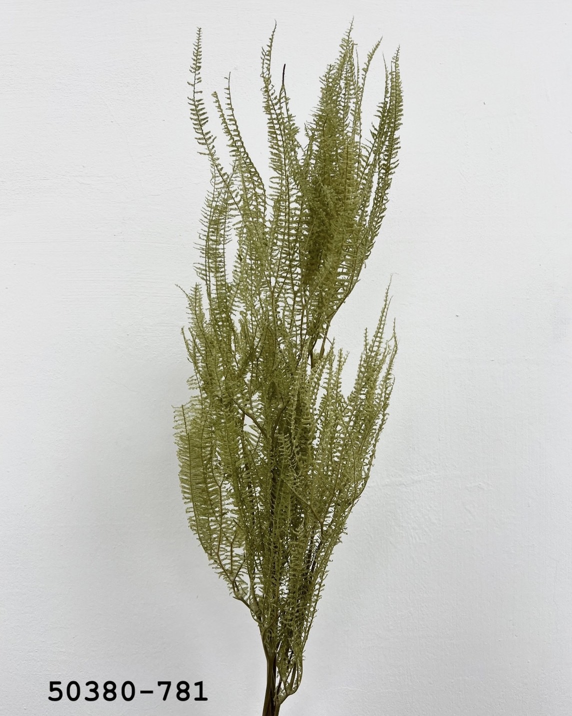 日本不凋卷娟蕨50380-781