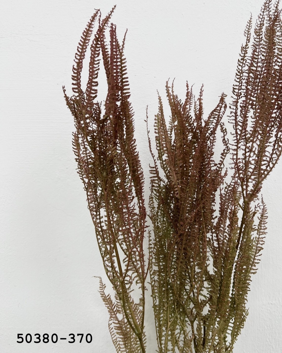 日本不凋卷娟蕨50380-370