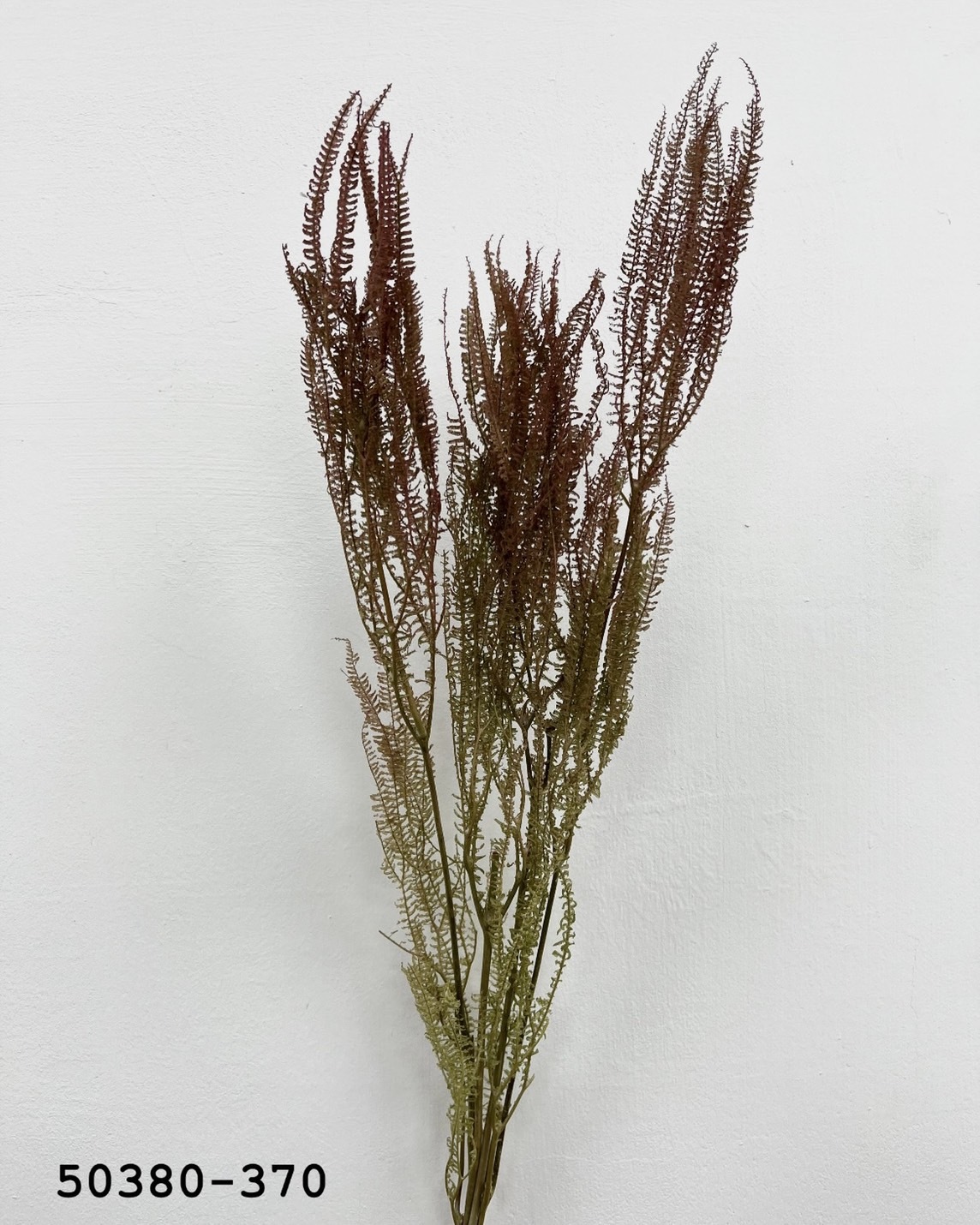 日本不凋卷娟蕨50380-370