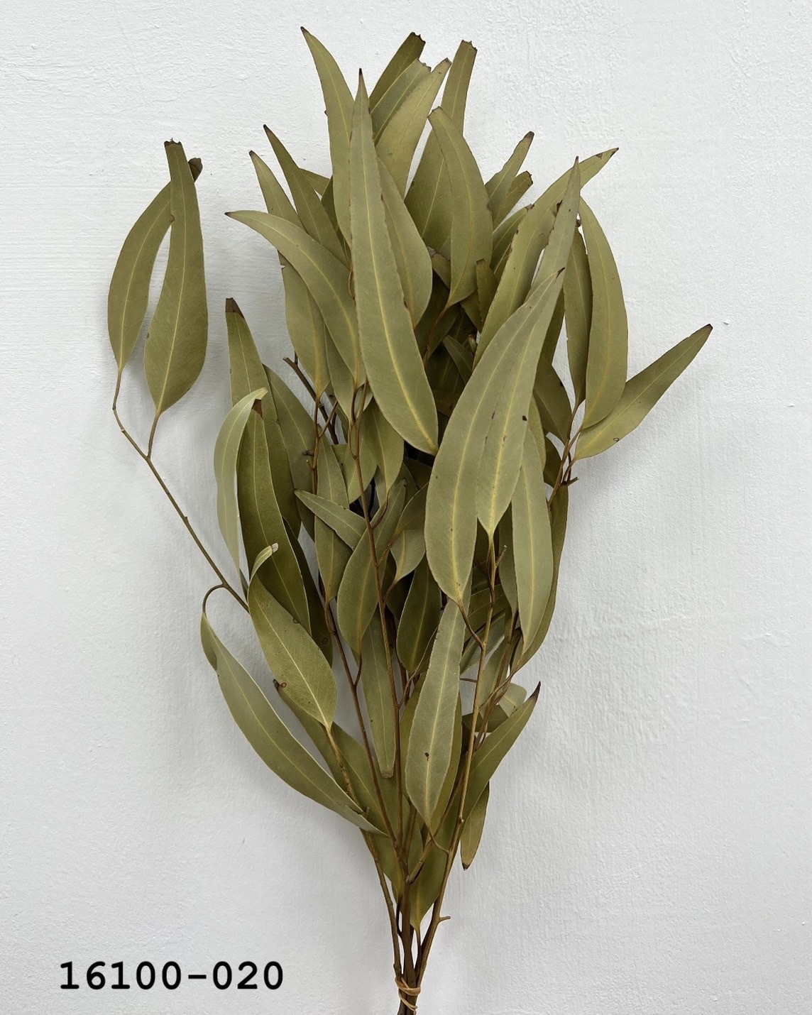 乾燥大柳葉尤加利16100-020