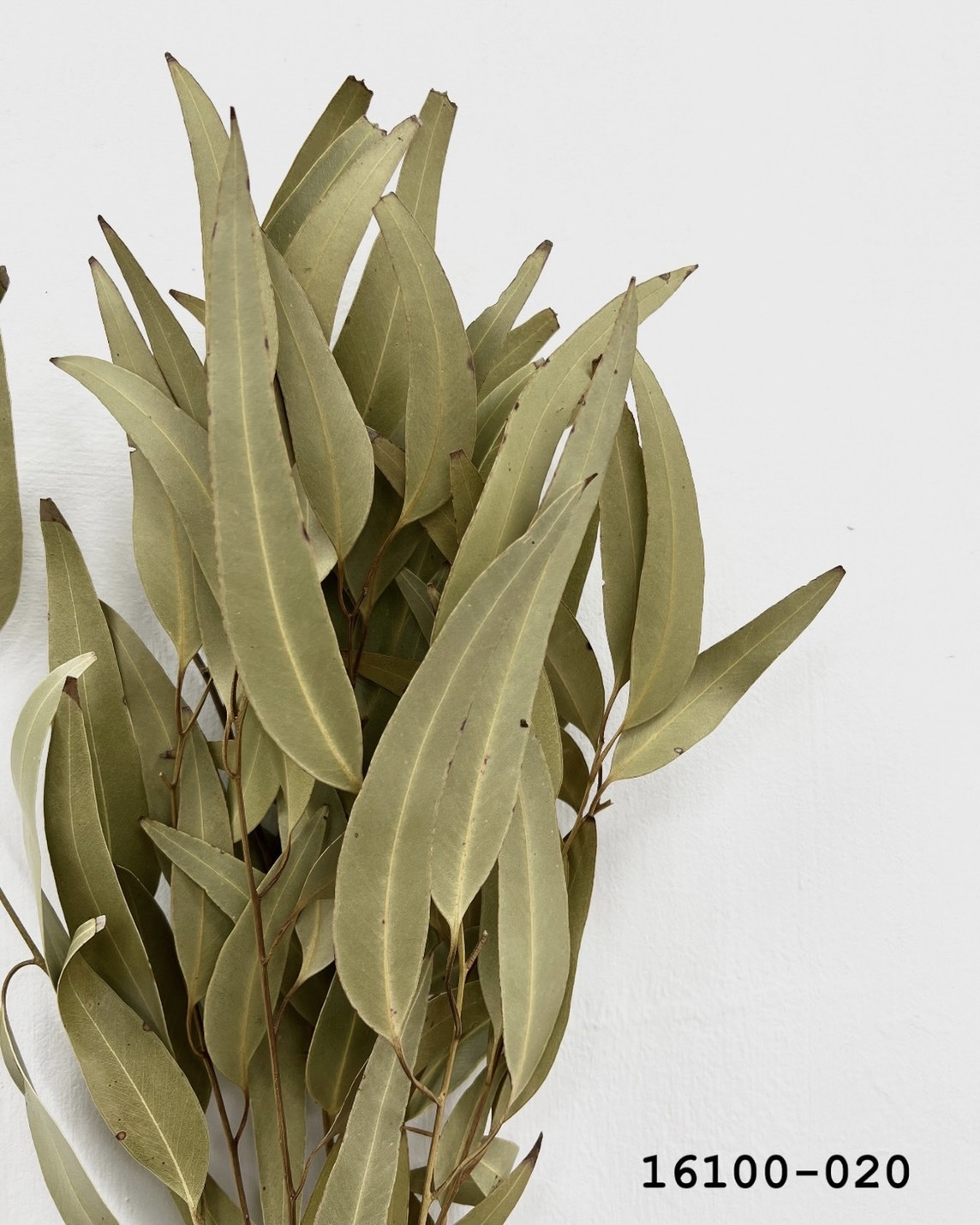 乾燥大柳葉尤加利16100-020