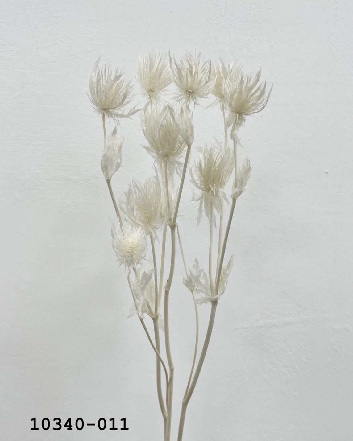 日本不凋薊花10340-011