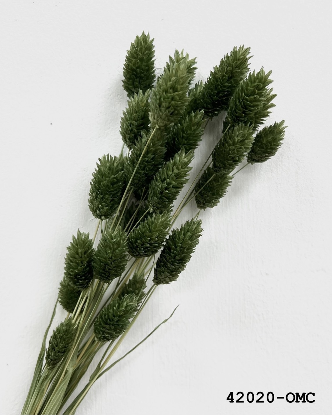 日本乾燥加那利 42020-OMC