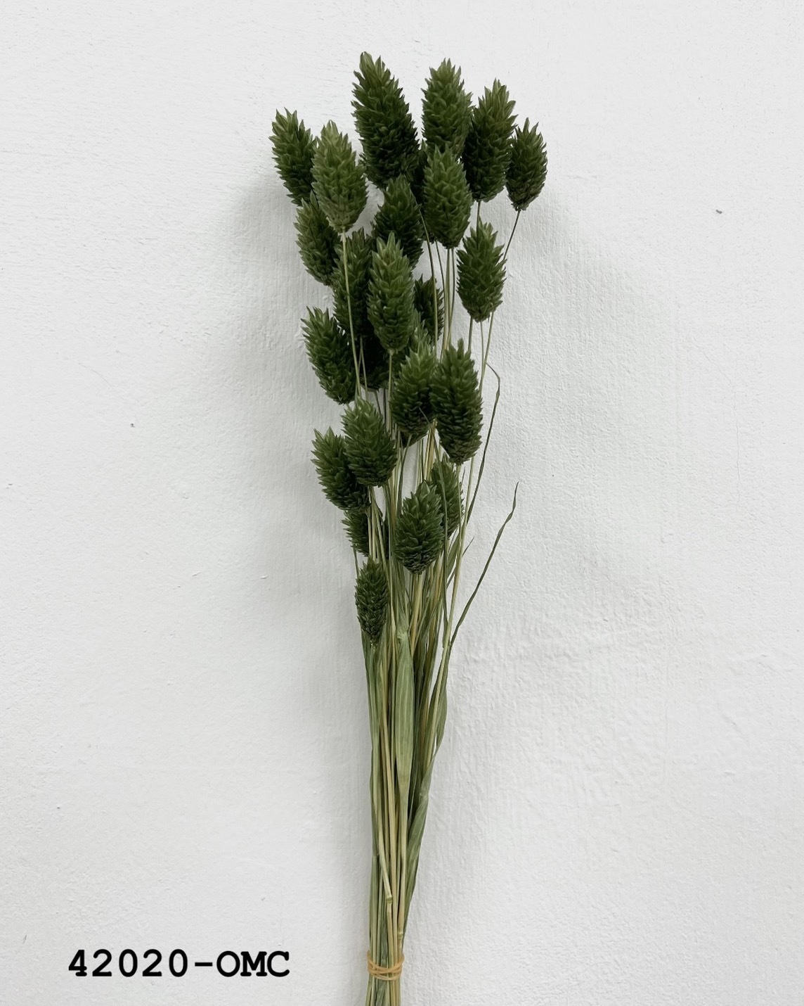 日本乾燥加那利 42020-OMC