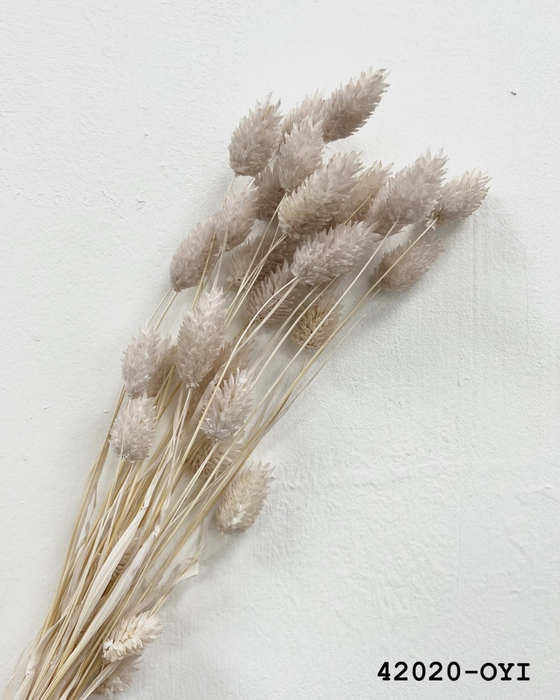 日本乾燥加那利 42020-OYI