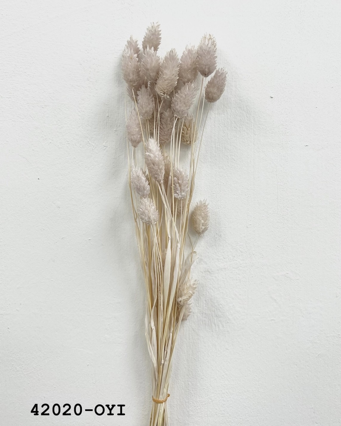 日本乾燥加那利 42020-OYI