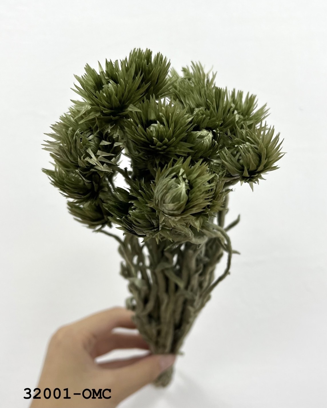 日本不凋旱雪蓮 32001-OMC