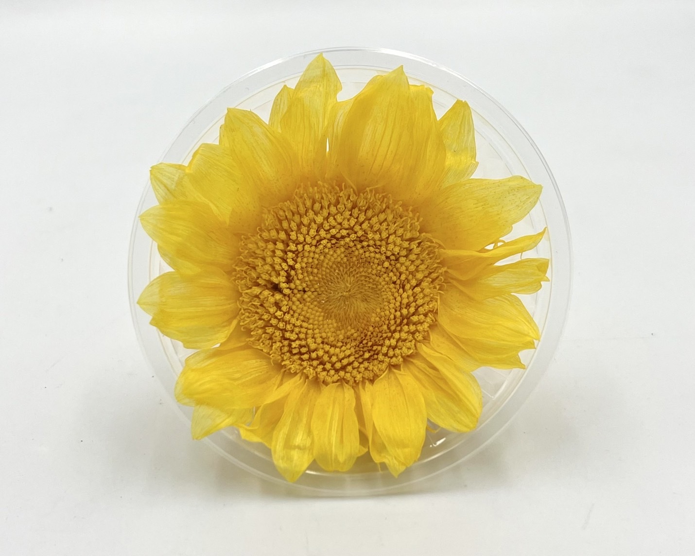 日本向日葵(單朵)