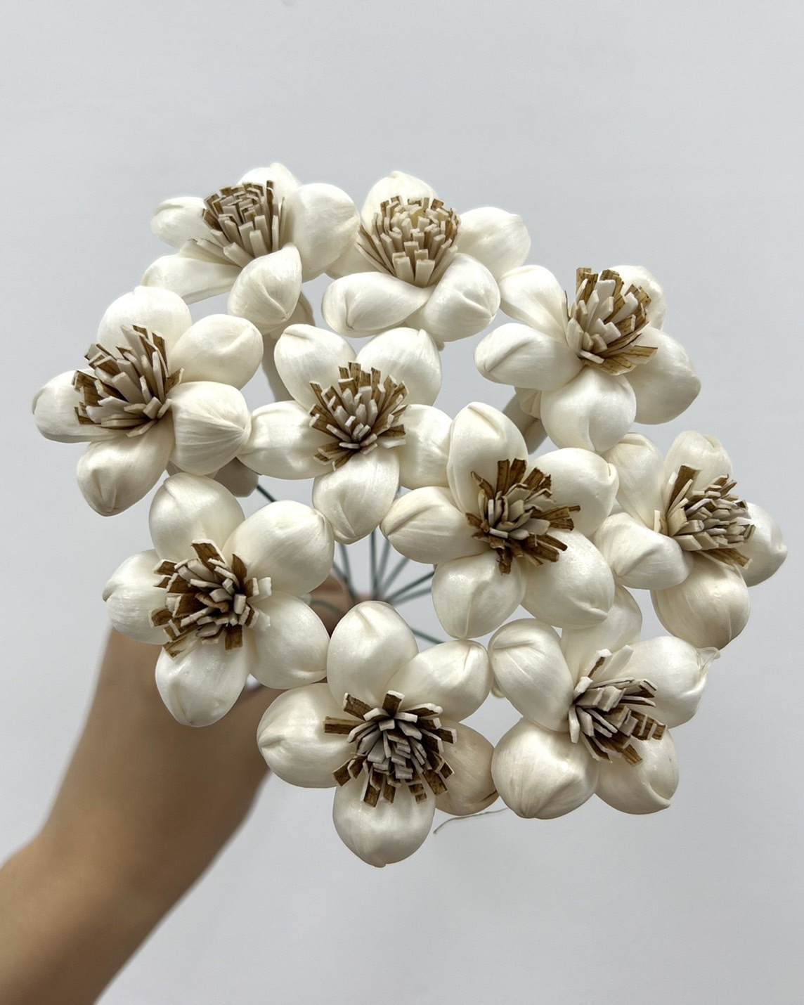 泰國索拉花 星型茉莉花 4CM <十支一把> (高品質)