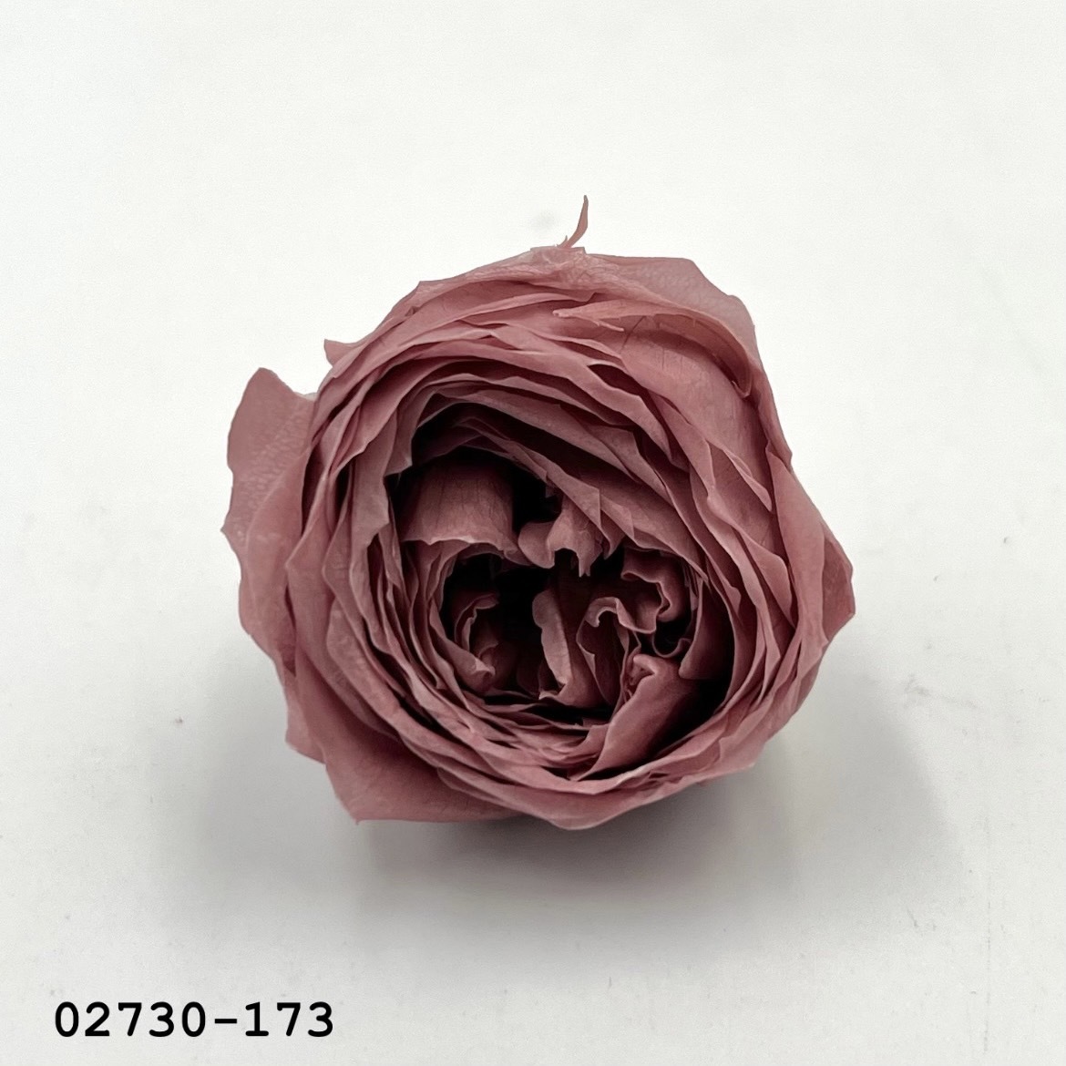 日本不凋庭園玫瑰02730-173