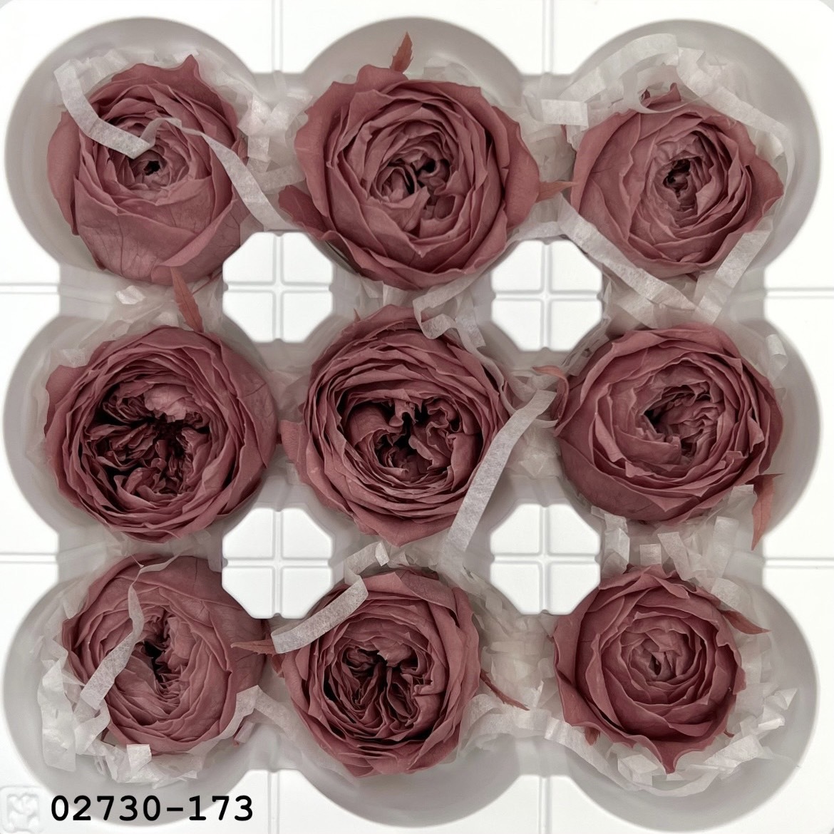 日本不凋庭園玫瑰02730-173