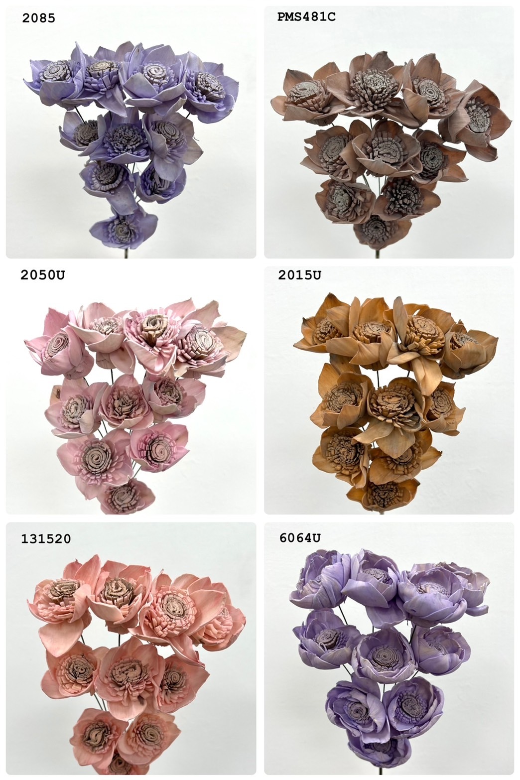 (出清印度索拉花 花瓣太陽玫瑰系列(5公分)